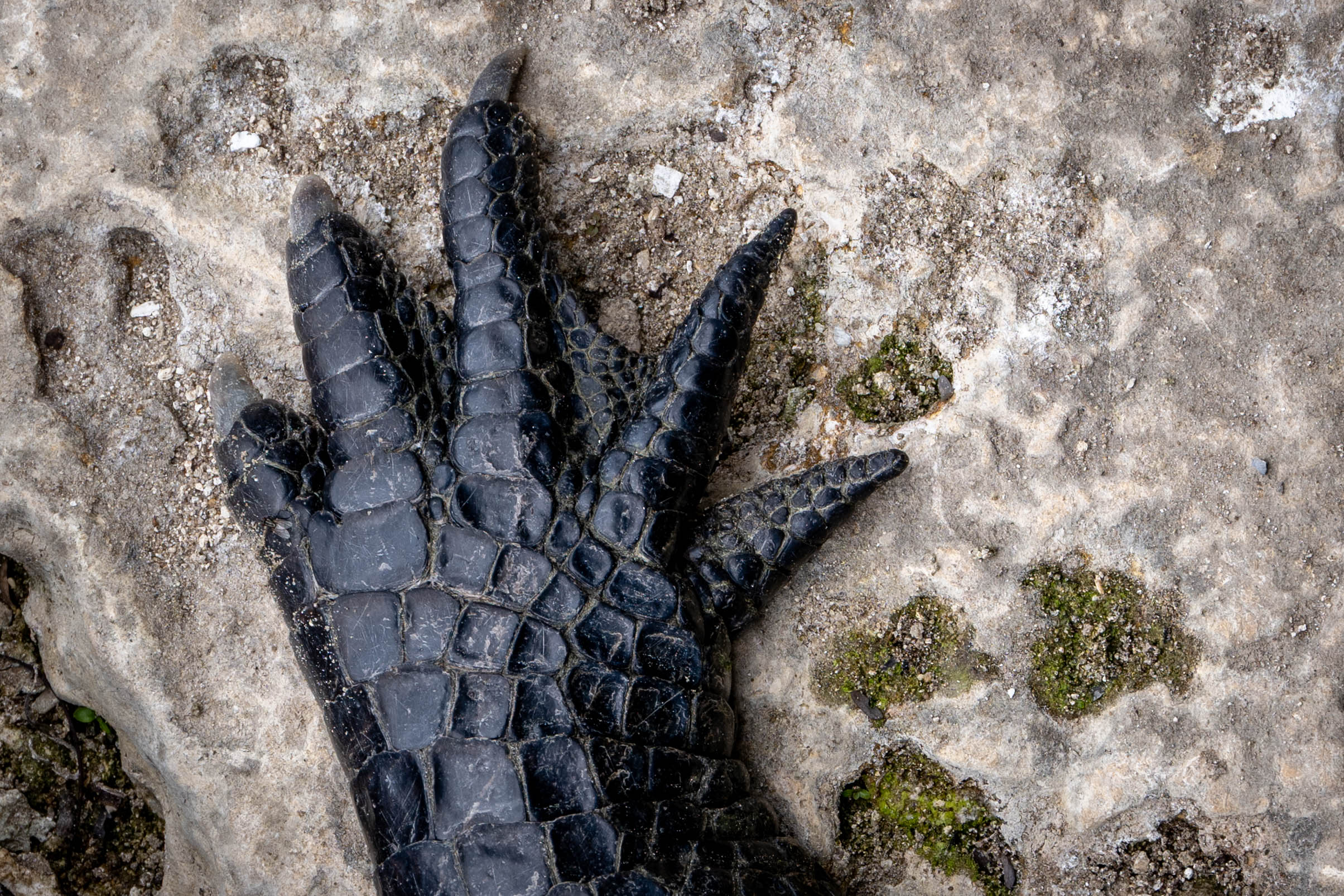 Photographer portrait